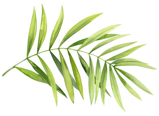 Watercolor illustration. Sprig of a palm tree on a white background.