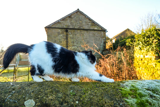 Cat sitting on a wall - Powered by Adobe