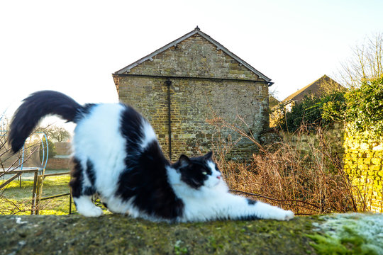 Cat sitting on a wall