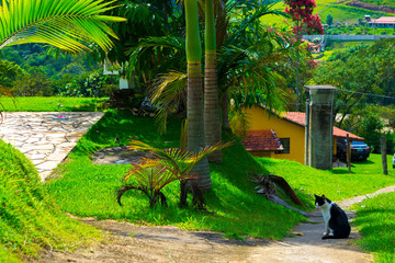 garden with palm trees