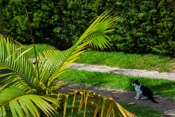 cat in garden green