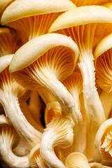 Yellow oyster mushrooms close up view