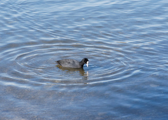 (Fulica atra) Blässhuhn beim Schwimmen im winter hoch im Wasser am tegernsee in Bayern