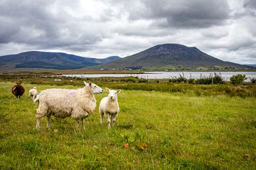 Irish sheeps in grass field under cloudy sky