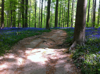 Obraz premium The Blue Forest. The forest with beautiful purple carpet of bluebells, which bloom in spring season. Hallerbos, Belgium