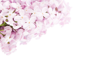 Naklejka na ściany i meble Beautiful purple lilac background. Selective focus. Spring season