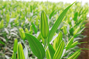Lily buds in a greenhouses