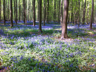 The Blue Forest. The forest with beautiful purple carpet of bluebells, which bloom in spring season. Hallerbos, Belgium
