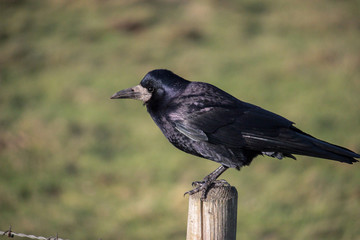 raven on post