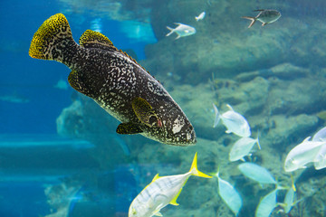 Grouper fish in an aquarium