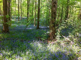The Blue Forest. The forest with beautiful purple carpet of bluebells, which bloom in spring season. Hallerbos, Belgium