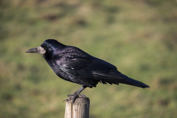 raven on post