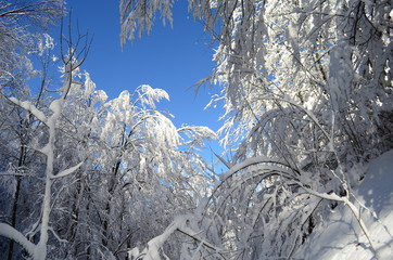 Trees covered with hoarfrost and snow in mountains