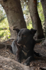 Perro