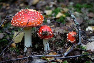 fly agaric in the forest