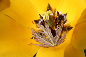 Bright yellow tulip flower with acer leaf
