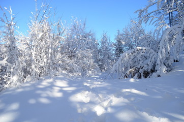 Trees covered with hoarfrost and snow in mountains