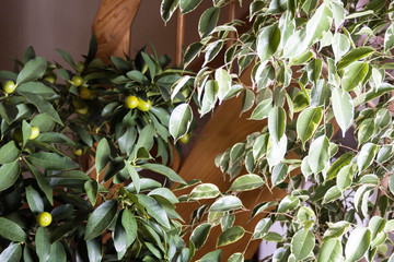 Obraz premium kumquat tree in home planting in the interior citrus plant