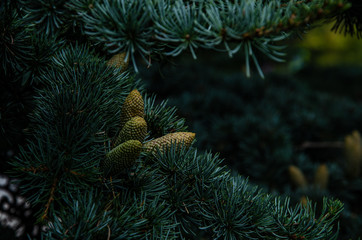 Cones on a pine branch in the park.