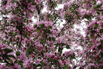 Bloom appeal tree  in spring garden
