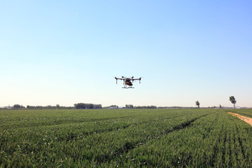 Agricultural UAVs pesticide wheat on a farm, China