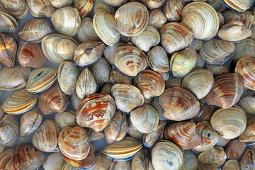 Shell seafood products piled up