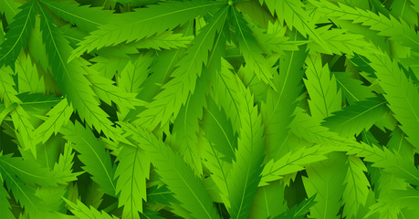 Poster with hemp plant