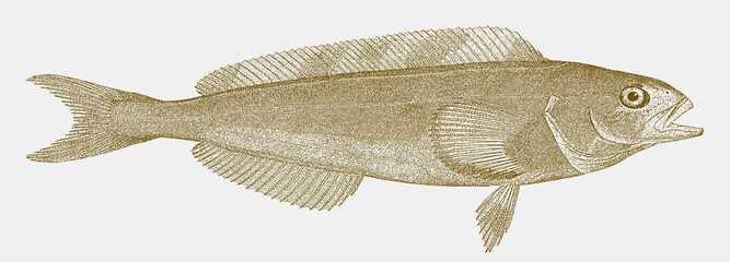 Atka mackerel pleurogrammus monopterygius, a food fish from the north pacific ocean in side view © M