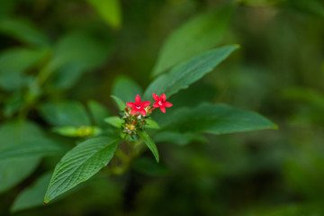 Close up of leaves in the garden