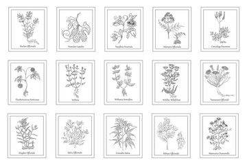 Big Set with Hand Drawn Herbals in Frames - obrazy, fototapety, plakaty