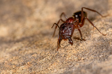 Ant  Messor spp in attack position, on a stone