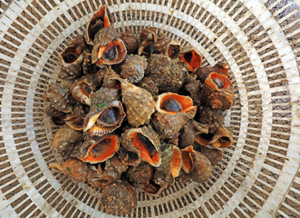 Fresh conch piles up, close-up photos