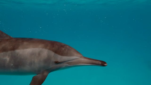 Dolphins in Egypt Read sea