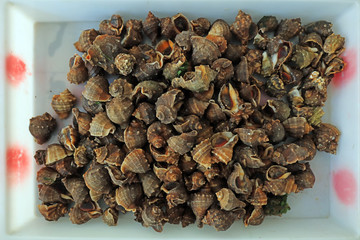 Fresh conch piles up, close-up photos