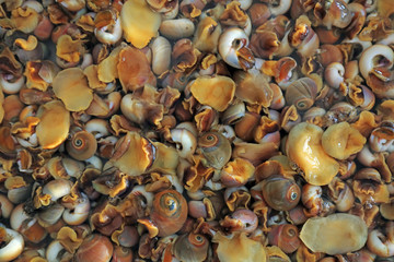 Fresh conch piles up, close-up photos