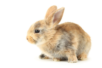 Bunny rabbit isolated on white background