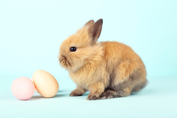 Bunny rabbit with easter eggs on blue background