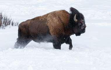 American Bison in Winter