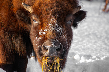 American Bison in Winter