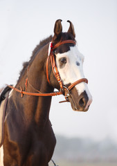 Obraz premium portrait of a marwari horse
