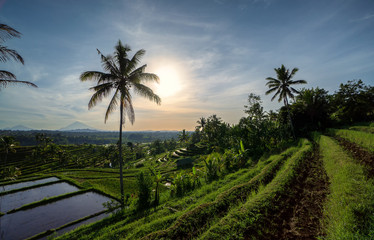 Fototapeta na wymiar Sunny morning on the famous Jatiluwih rice terrace on central Bali, Indonesia