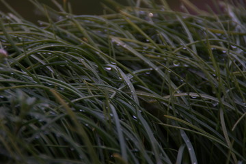 De l'herbe avec des petites gouttes d'eau