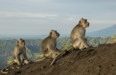 Three Macaque monkeys sitting in a row on Bali, Indonesia