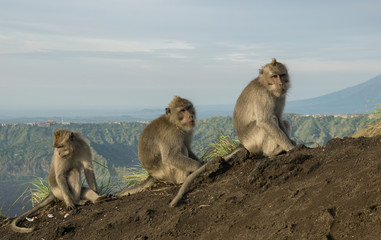 Three Macaque monkeys sitting in a row on Bali, Indonesia