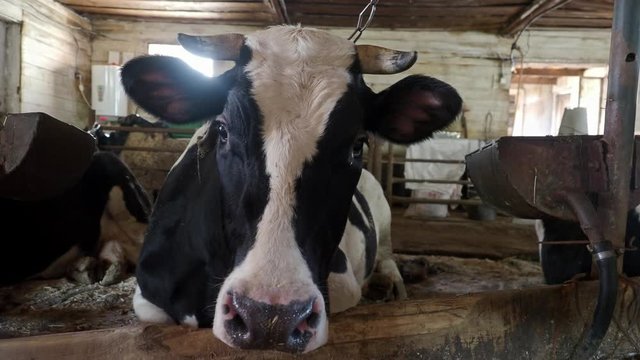 Breeding of cows in free livestock stall