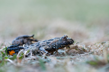 European fire-bellied toad - Bombina bombina
