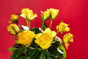 Beautiful bouquet of blooming yellow roses on the red background.