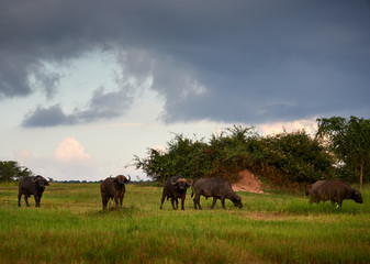Rwandan Water Buffalos