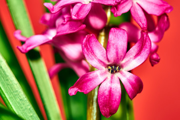 Detail of blooming purple hyacinth flower on a red background.