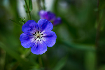 Blue Flower in the Garden
